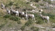 PICTURES/Glacier Critters/t_Mountain Sheep3.JPG